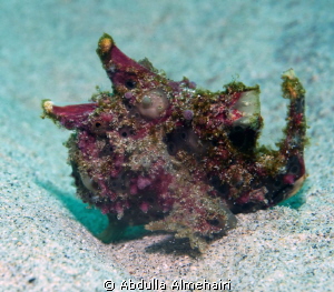 frogfish by Abdulla Almehairi 